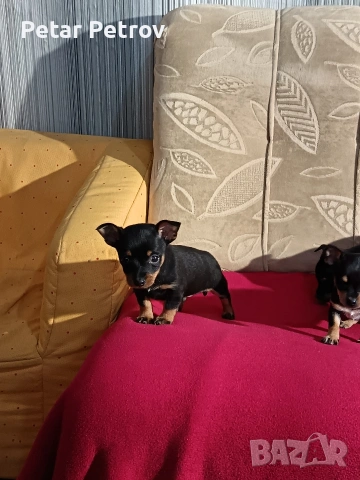 Пинчер мини , снимка 14 - Пинчер - 54250630