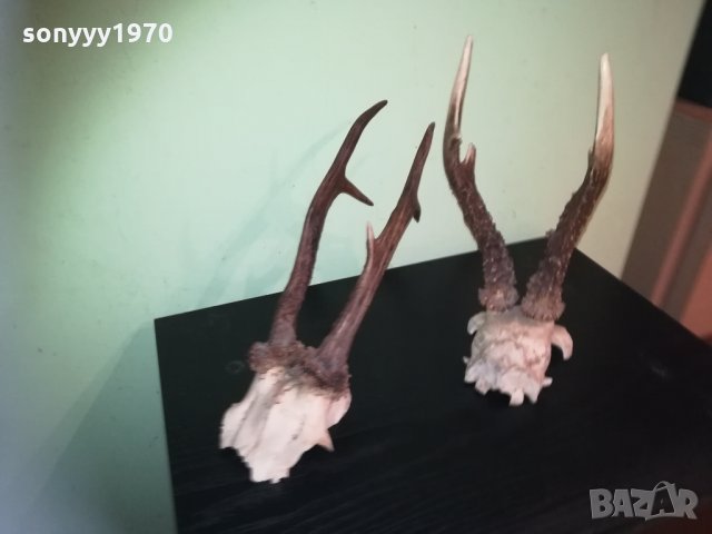 рога-2 чифта-внос швеция 2310201843, снимка 11 - Колекции - 30531821