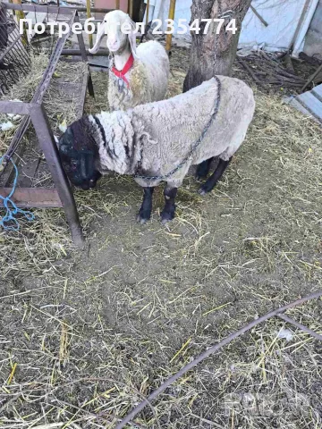 продавам суфолк коч, снимка 2 - Овце - 55879441