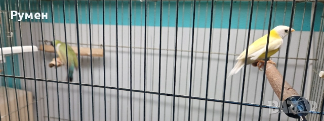 Гулдови амадини чифтове, снимка 2 - Амадини - 52976074