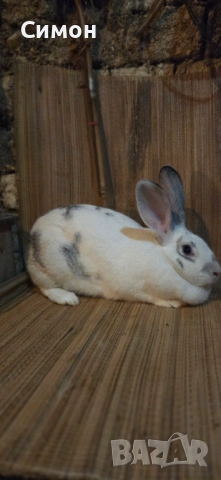 Зайци , снимка 5 - Други - 53237510