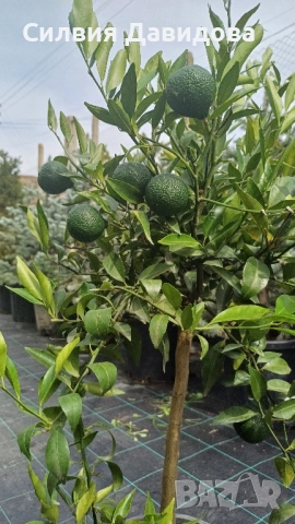 Мандарина, Лимон , снимка 7 - Градински цветя и растения - 51814230