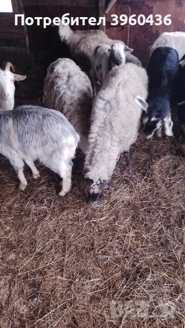 продавам овце 