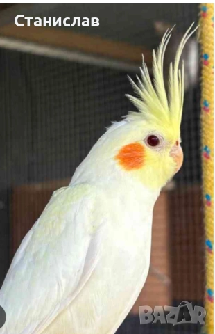 продавам папагали и маслини,финки