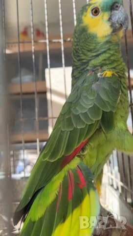 Продава женска синьочела амазона, снимка 7 - Папагали - 52946239