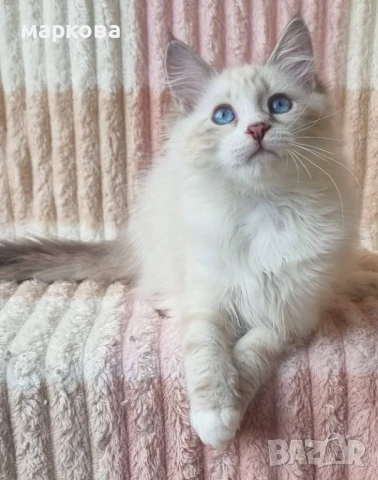 Сибирска-Невска маскарадна