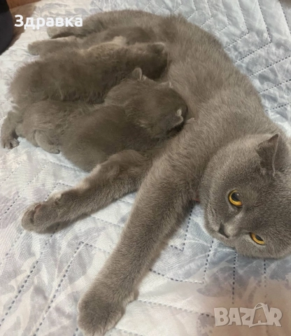 Шотландски клепоухи котета, снимка 4 - Британска късокосместа - 52573303