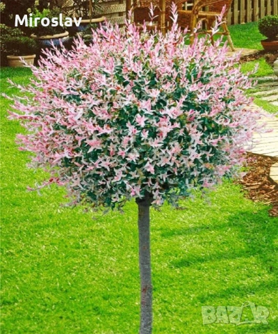 Японска върба 