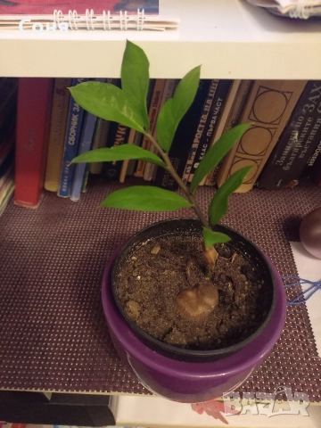 Алое,фикус,замиокулкас, драцена и др, снимка 12 - Стайни растения - 49988795