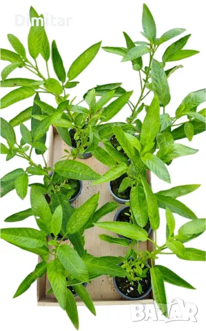 Разсад ПЕПИНО Пъпешово дърво . Сорт (Solanum Muricatum) ▪️Развива се много бързо , снимка 5 - Разсади - 55729736