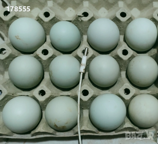 Яйца за люпене от Аракуана 