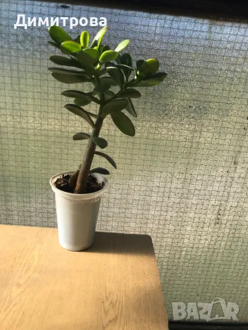 Дърво на живота /красула/, снимка 3 - Стайни растения - 11534674