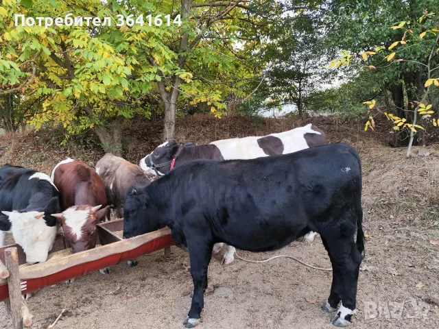 Продават се телета, снимка 2 - Крави - 56410012