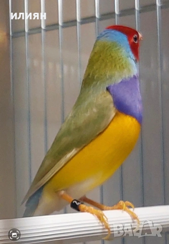 Среброклюни, японски,гулдови,и други видове амадини