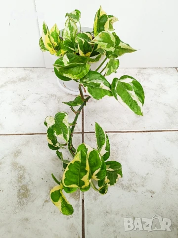 комплект цветя и други балконски цветя , снимка 6 - Стайни растения - 50585932