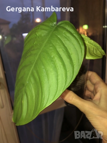 Philodendron Tenue , снимка 4 - Стайни растения - 56086824