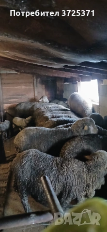 Продавам 16 бр. Овце, снимка 2 - Овце - 52891766