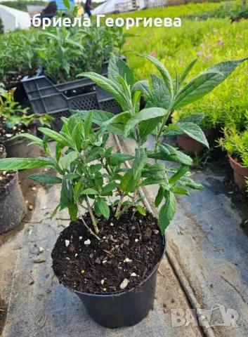 Будлея , снимка 4 - Градински цветя и растения - 50369918