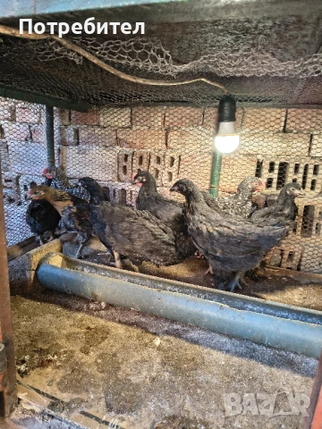 продавам пилета, снимка 1