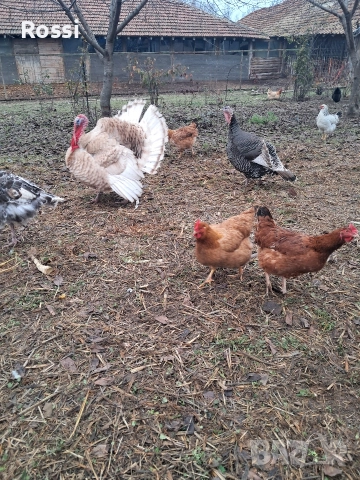 Пуяк за разплод, снимка 6 - Кокошки и пуйки - 52865772