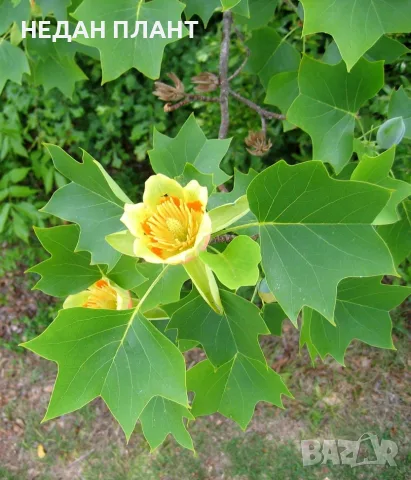 Лирово дърво/Liriodendron tulipifera