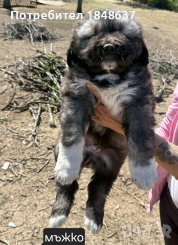 Кавказка овчарка , снимка 2 - Каракачанска овчарка - 54319304