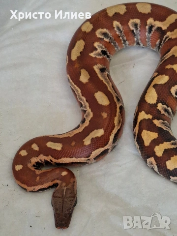 Кървави питони , снимка 2 - Змии - 54239003