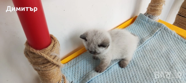 Шотландски котета, снимка 6 - Британска късокосместа - 54252517