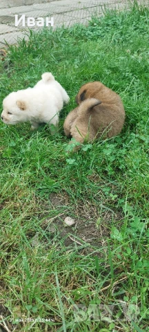 Малки пухчовци Чау Чау, снимка 1