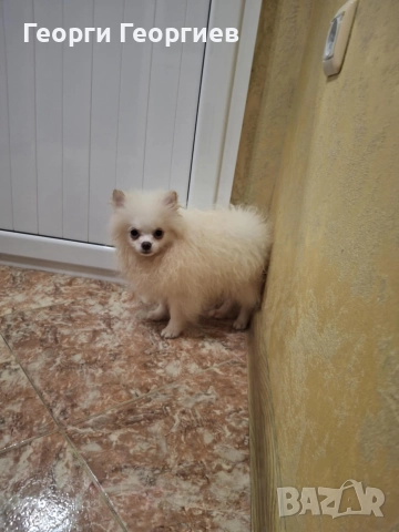 Две мини момченца на 77 дни със ваксини и паспор.Външно и вътрешно обезпаразитени., снимка 7 - Померан - 51720502