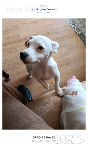 Джак Ръсел късокрак момиченце