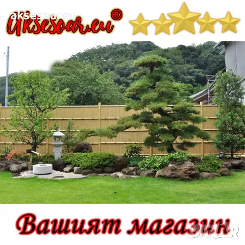 100 броя редки бамбукови семена зелен бамбук Moso-Bamboo мосо бамбо растение за декорация и украса 