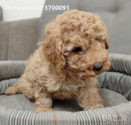 пудел / пуделче, снимка 5 - Пудели - 53133959