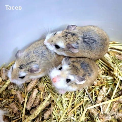 Мини хамстер