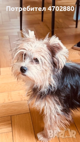 Йоркширски териер