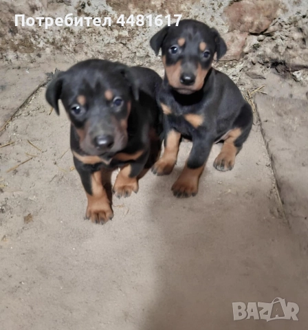 Мъжки доберман, снимка 2 - Доберман - 52718807