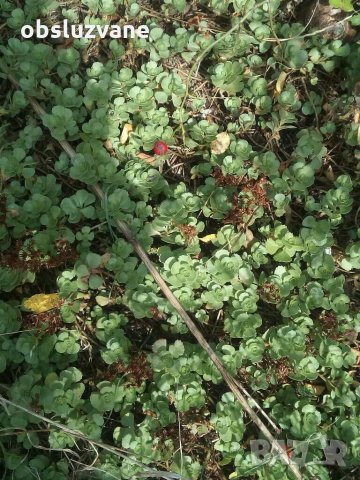 Седум Сиеболди 💥, снимка 2 - Градински цветя и растения - 30141782
