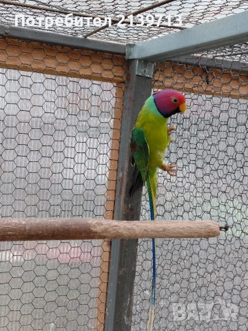Продавам Сливоглав Александър, снимка 4 - Папагали - 54006558