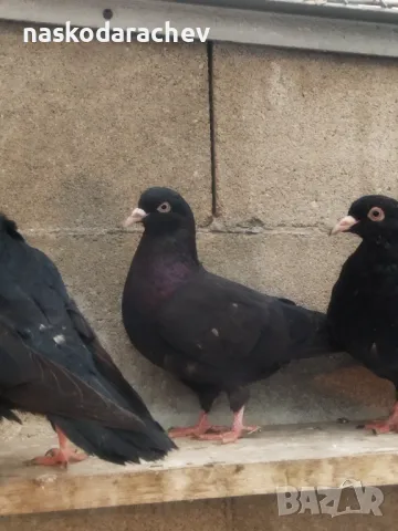 Гълъби на въртене и глас дрезгави различни цветове , снимка 10 - Гълъби - 48636361