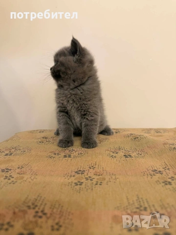 БРИТАНСКИ КОТЕТА, снимка 4 - Британска късокосместа - 54272248