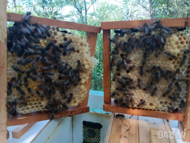 Оплодни кошери за майки нуклеуси , снимка 3 - За пчели - 51450534