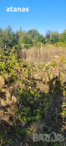 Оране фрезоване и мулчиране на дворове, снимка 15 - Други услуги - 53048896