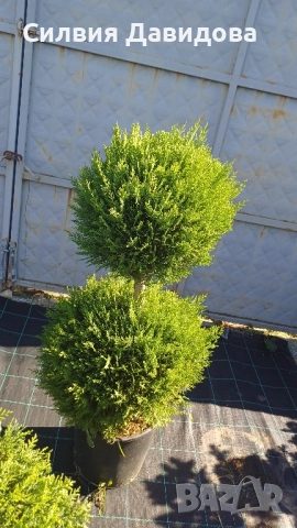 Лейландски кипарис щам топка, пон пон, спирала, снимка 5 - Градински цветя и растения - 52501247