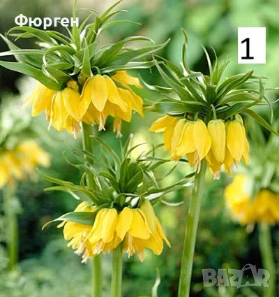 Фритилария (Fritillaria) – Екзотично пролетно цвете