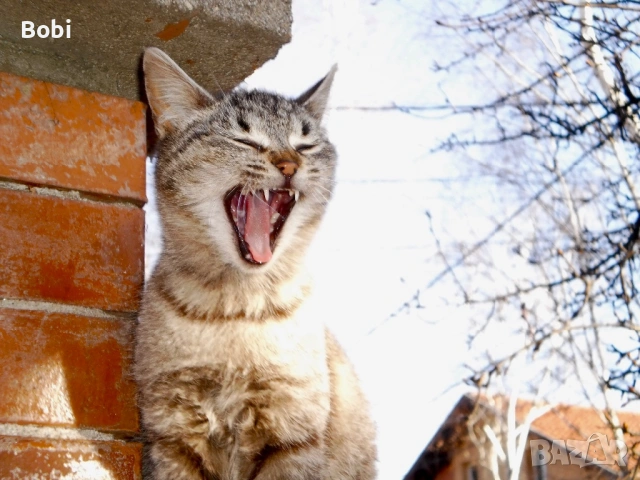 Olympus T-100 – комплект, готова за снимане, снимка 12 - Фотоапарати - 53895272