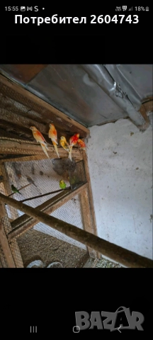 Продавам различни видове папагали 