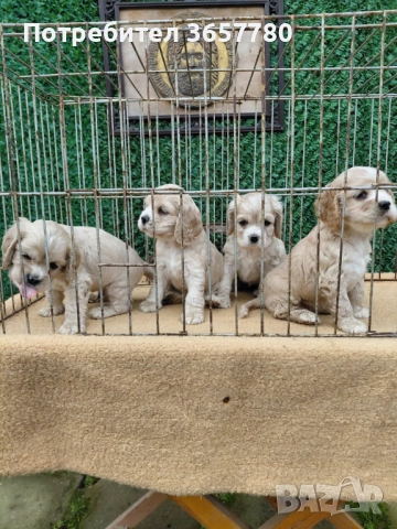 Американски кокер шпанол, снимка 2 - Други животни - 52596197