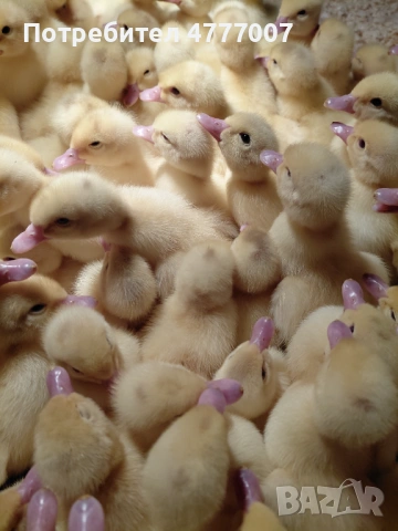 Патета Мюлари 