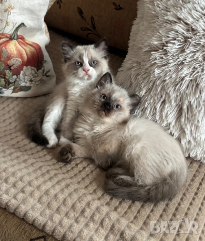 Готови за нов Дом, снимка 3 - Чинчили - 54077693