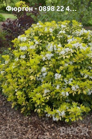  Чойсия  (Портокалово цвете) - Choisya Aztec Gold, снимка 2 - Разсади - 36762009